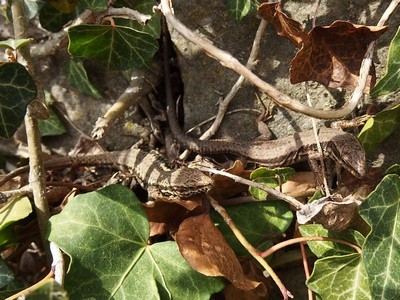 P4260067