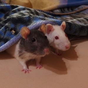 pidimyi